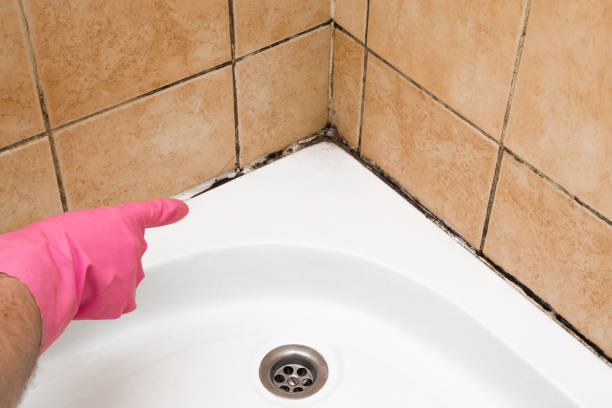 Best Attic Mold Remediation in Pine Lake Park, NJ